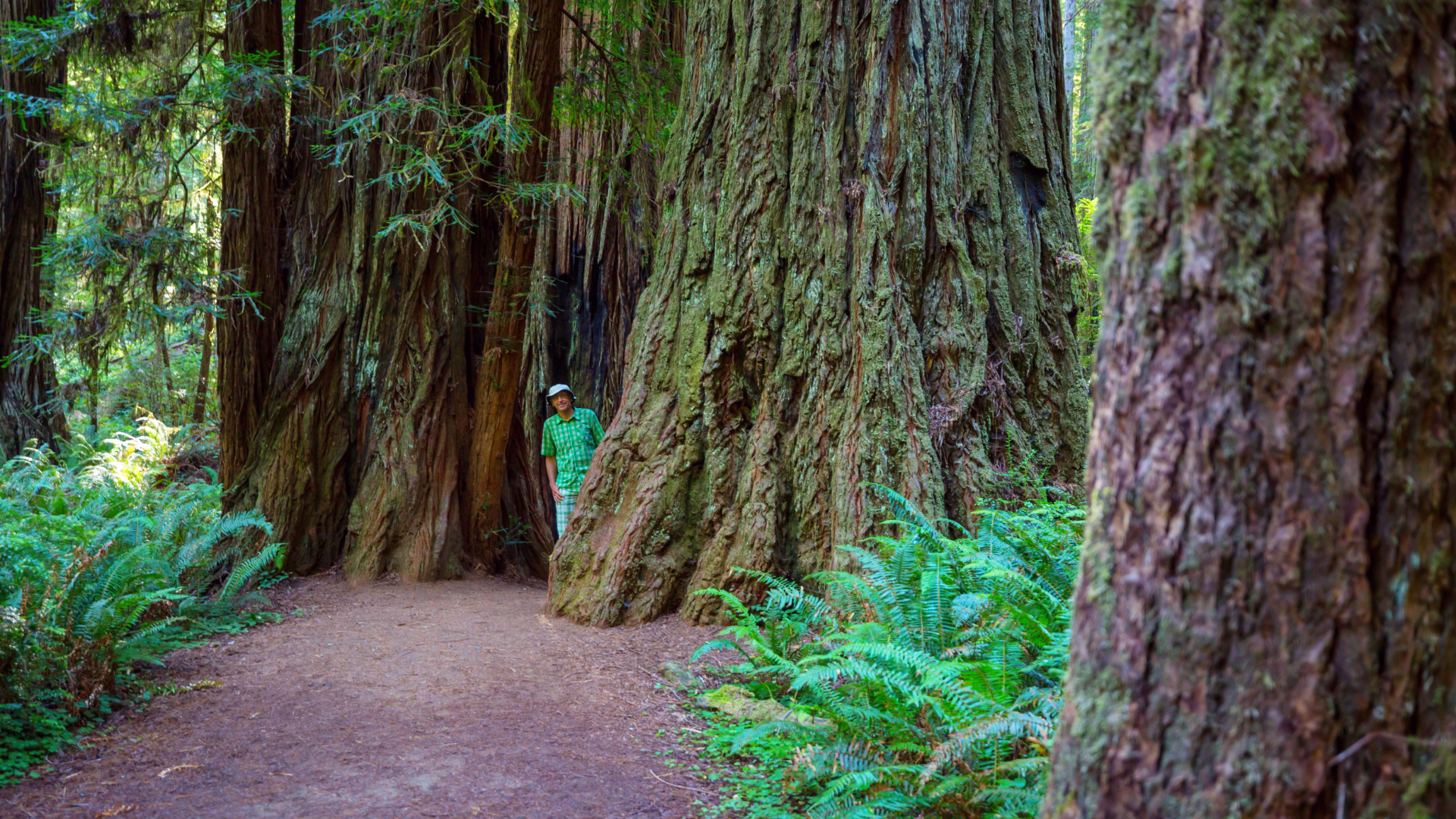 Western Red Cedar, botanisch als Thuja plicata bekannt, ist ein großer immergrüner Baum, der in Nordamerika beheimatet ist. Hier sind einige detaillierte Informationen zu Western Red Cedar: