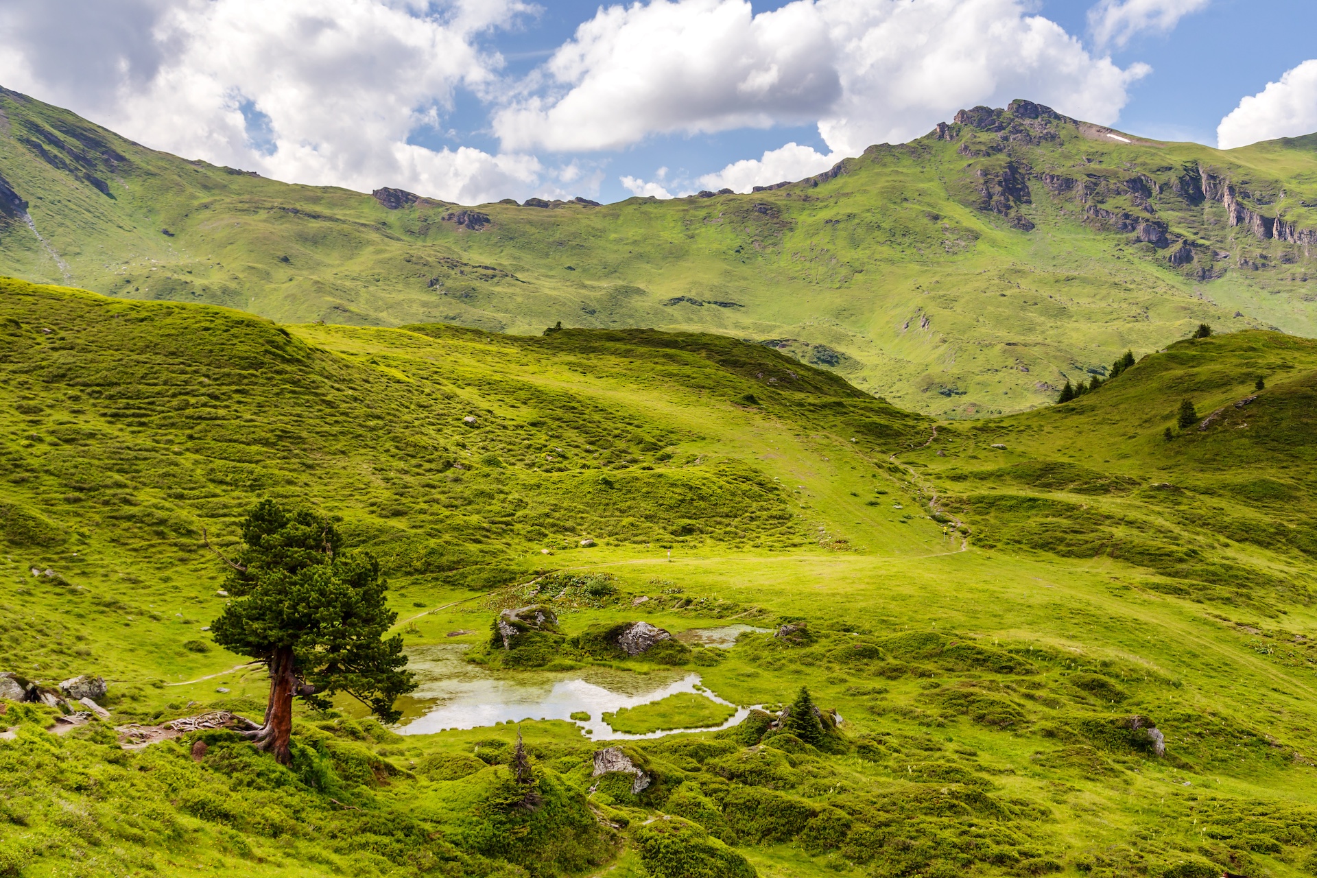 Die Arve, auch Zirbe genannt, ist eine Baumart, die in den alpinen Regionen Europas, insbesondere in den Alpen, beheimatet ist.